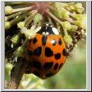 Harmonia axyridis - Asiatischer Marienkaefer 14.jpg